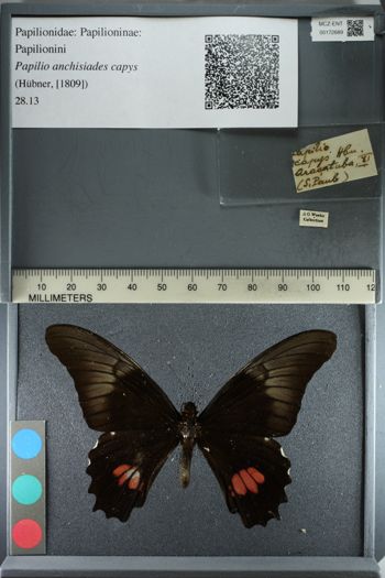 Media type: image;   Entomology 172689